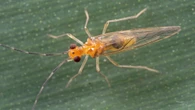 Rare 'master of disguise' insect thought to be EXTINCT is spotted in UK