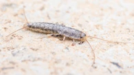 The 68p kitchen item that keeps an annoying pest out of your home this summer