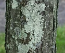 Rare 'master of disguise' spider is seen lurking in UK - would YOU spot it?