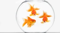 From giving goldfish own tanks to barking dogs - your pet queries answered