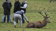 Shocking moment group of yobs attack wild stag as police hunt three men