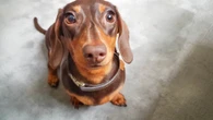 I’m a vet & there’s 8 dog breeds I’d NEVER own - they set you up for heartbreak