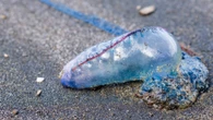 World’s most dangerous jellyfish with killer sting washes up in Brit hols hotspot