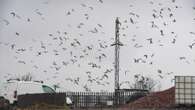 Our village is held hostage by psycho seagulls dropping bones from sky