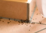 Miracle 30p fruit that will help get rid of ants in your kitchen this summer