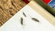 You can help repel pests from your home using an item you’d usually throw away