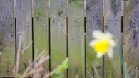 My two-step solution will banish green algae on fences & stop it coming back