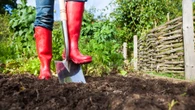 The 7 plants to get in the ground this month for a bursting veggie patch