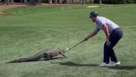 Horschel dubbed 'gator whisperer' after bravely herding alligator off course