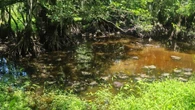 You have the eyes of a hawk if you spot the alligator hiding in this swamp
