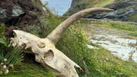 New twist in mystery of ‘UNICORN’ skull as officials warn it was removed ILLEGALLY