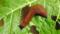 My 4-ingredient homemade spray keeps slugs away from gardens & only costs 12p