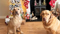 JO Wade, 47, a property manager, lives in Rushden, Northamptonshire, with husband Jerry, 48, a transport manager, daughter Lois, 19, son Harry, 17, and dogs Otis, three, and Vincent, two.