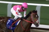 Racing tragedy as horse dies mid-race and jockey is rushed to hospital