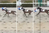 Watch jockey, 62, literally fly over finish line after losing control of horse