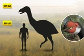Huge bird that weighed as much as 10 men roamed Australia 50,000 years ago