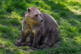New 'Pizzly Bear' super-hybrid created as polar bears and grizzlies mate