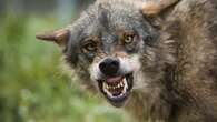 School pupil allowed to identify as WOLF in first case of its kind in country