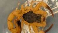 Deadly yellow scorpion that can kill you in 30 seconds is found in Wokingham