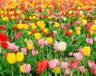 I'm a gardening pro, my £2.49 Home Bargains hack makes your bulbs come back