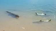 Moment croc takes on gang of SHARKS in battle to be king of the beach