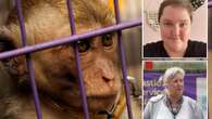 Inside monkey torture rings where helpless animals are set on fire & IMPALED