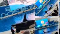 Moment injured killer whale spurts blood as cruel aquarium show goes wrong