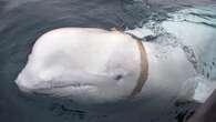 Mystery behind Putin's spy whale  revealed as doc claims it had secret mission