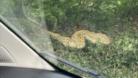 Horror as 14ft Burmese python slithers past holiday-park guests' windows