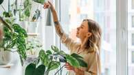 I’m a gardening pro - the four houseplants that are virtually impossible to kill