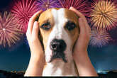 Top tips to prepare your pets for fireworks including sprays & calming apps