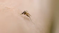 Secret mosquito 'sixth sense' lets them easily find skin - how to avoid bites