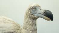 Dodo could be revived by 2028 after humans ATE them into extinction