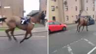 Watch runaway racehorse gallop two miles down main road after escaping track