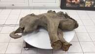 World's best ancient baby mammoth remains found & we KNOW what killed her