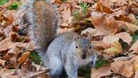 'Rummaging' squirrels could wreck your garden - but a £1 buy will deter them