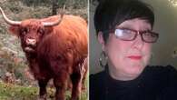 Horror as mum is IMPALED on cow's horn & hurled two feet into the air