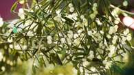 I’m a money-saving gardener & it’s easy to grow your own mistletoe for Christmas