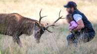 Terrifying moment dad holds toddler INCHES away from stag at park