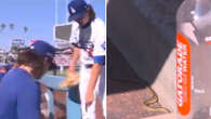 Watch snake invade LA Dodgers' dugout forcing pitcher to abruptly stop