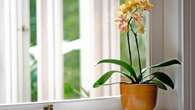 Gardener shares how to make orchid blooms last months - it’s not fertiliser