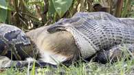 Wild moment Burmese python swallows deer whole & stretches mouth to new limits