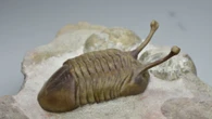 Extinct creature found INSIDE 'magical' Ancient Roman amulet in 'world first'