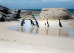 Meet the penguins of Boulders Beach in new Netflix series, ‘Penguin Town’