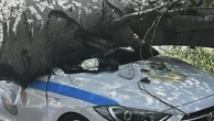 Дерево упало на патрульную машину в Алматы (видео)