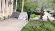 Ловлю быка полицейскими в центре Астаны засняли прохожие (видео)