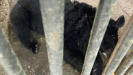 Медведь предпринял попытку побега из зоопарка, но потом поел и решил отдохнуть в Шымкенте