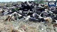 Жители села близ Семея пожаловались на смрад из-за свалок
