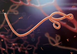 Nowa epidemia Eboli wybuchła, ponieważ wirus aktywował się po 7 latach uśpienia w organizmie...