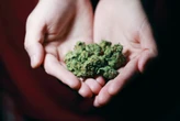 Marihuana medyczna wytwarzana w Polsce? Sejm ma zająć się zmianami w tej sprawie